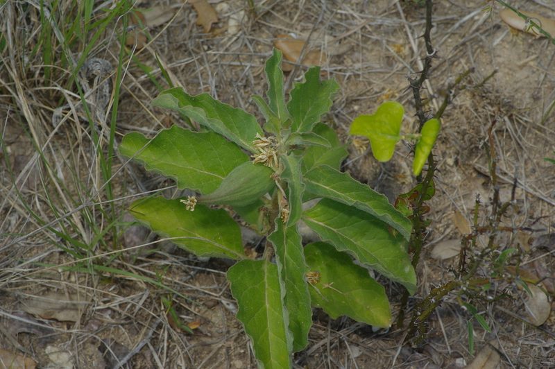 Asclepias oenotheroides, photographed by Michelle W. （鍾偉瑋）