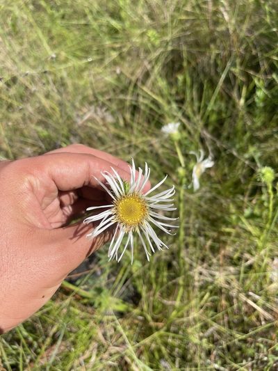Eurybia eryngiifolia, photographed by Brandon Corder