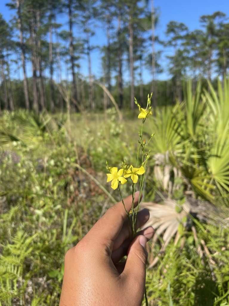 Linum floridanum, photographed by Brandon Corder
