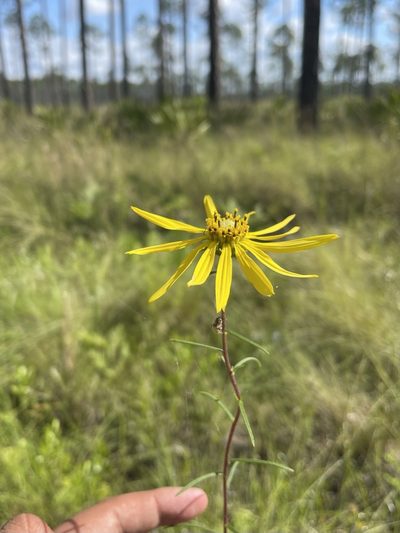 Phoebanthus tenuifolius, photographed by Brandon Corder