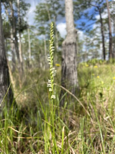 Spiranthes laciniata, photographed by Brandon Corder