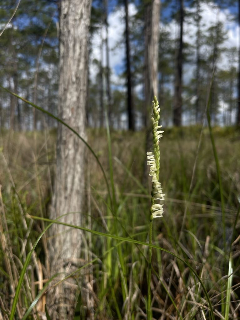 Spiranthes laciniata, photographed by Brandon Corder