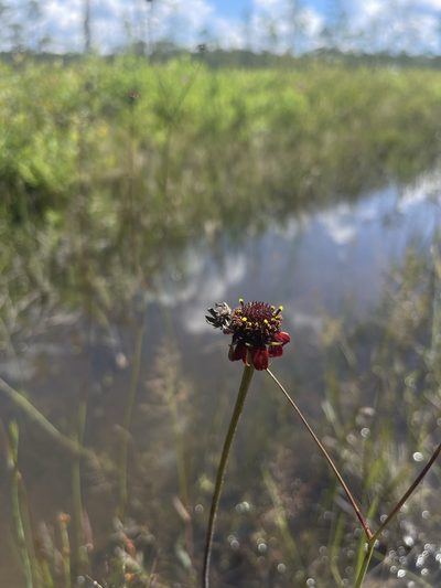 Rudbeckia graminifolia, photographed by Brandon Corder