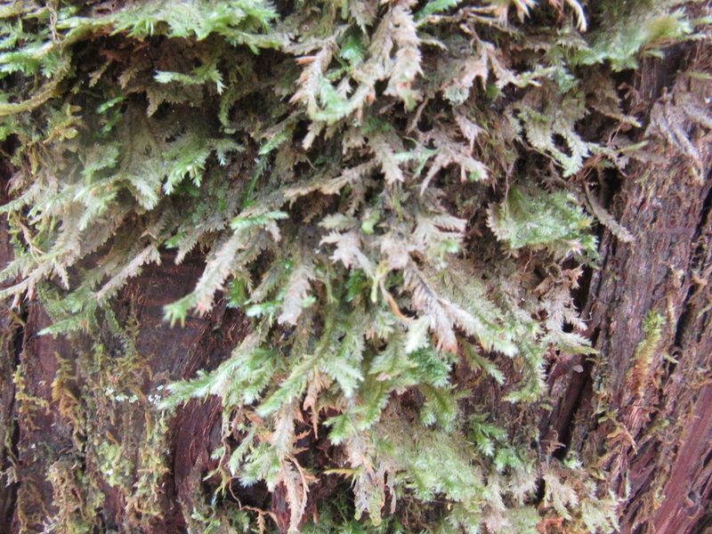 Neckera pennata, photographed by Pierre Cartier