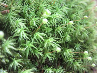 Bartramia pomiformis, photographed by Pierre Cartier