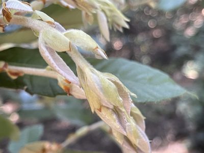 Notholithocarpus densiflorus, photographed by rappman
