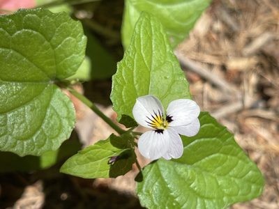 Viola ocellata, photographed by rappman