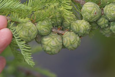 Taxodium distichum, photographed by Michelle W. （鍾偉瑋）