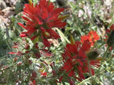 Castilleja affinis, photographed by rappman