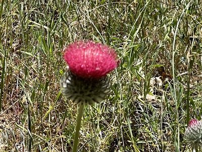 Cirsium occidentale, photographed by rappman