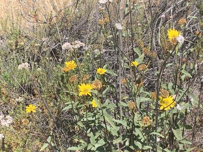 Helianthus gracilentus, photographed by Cara
