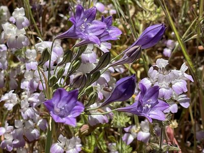 Triteleia laxa, photographed by rappman