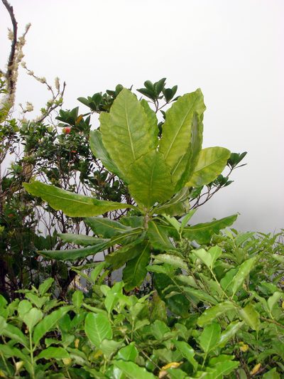 Meryta pauciflora, photographed by Peter de Lange