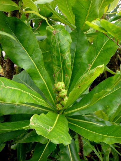 Meryta pauciflora, photographed by Peter de Lange