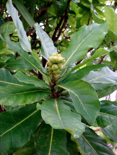 Meryta pauciflora, photographed by Peter de Lange