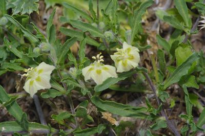 Chamaesaracha edwardsiana