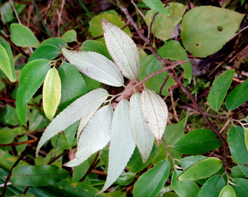 Leucosyke corymbulosa, photographed by Peter de Lange