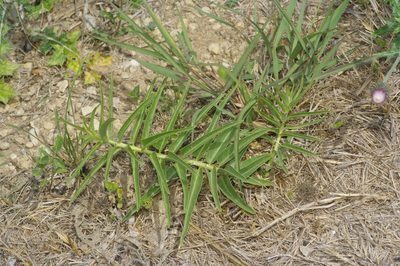 Asclepias asperula, photographed by Michelle W. （鍾偉瑋）