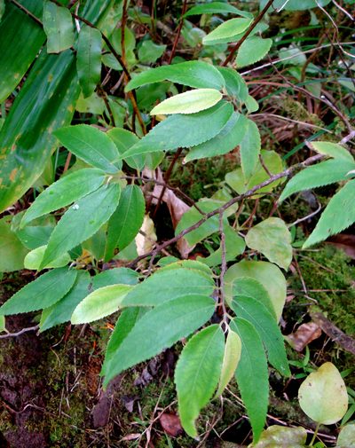 Leucosyke corymbulosa, photographed by Peter de Lange