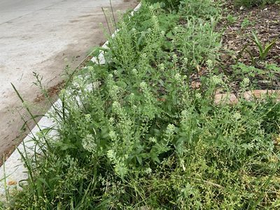 Lepidium campestre, photographed by Jonathan Kade