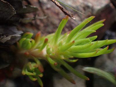 Sedum stenopetalum, photographed by Shane Johnson