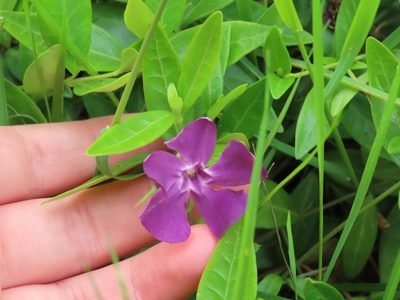 Vinca minor, photographed by Erin Springinotic