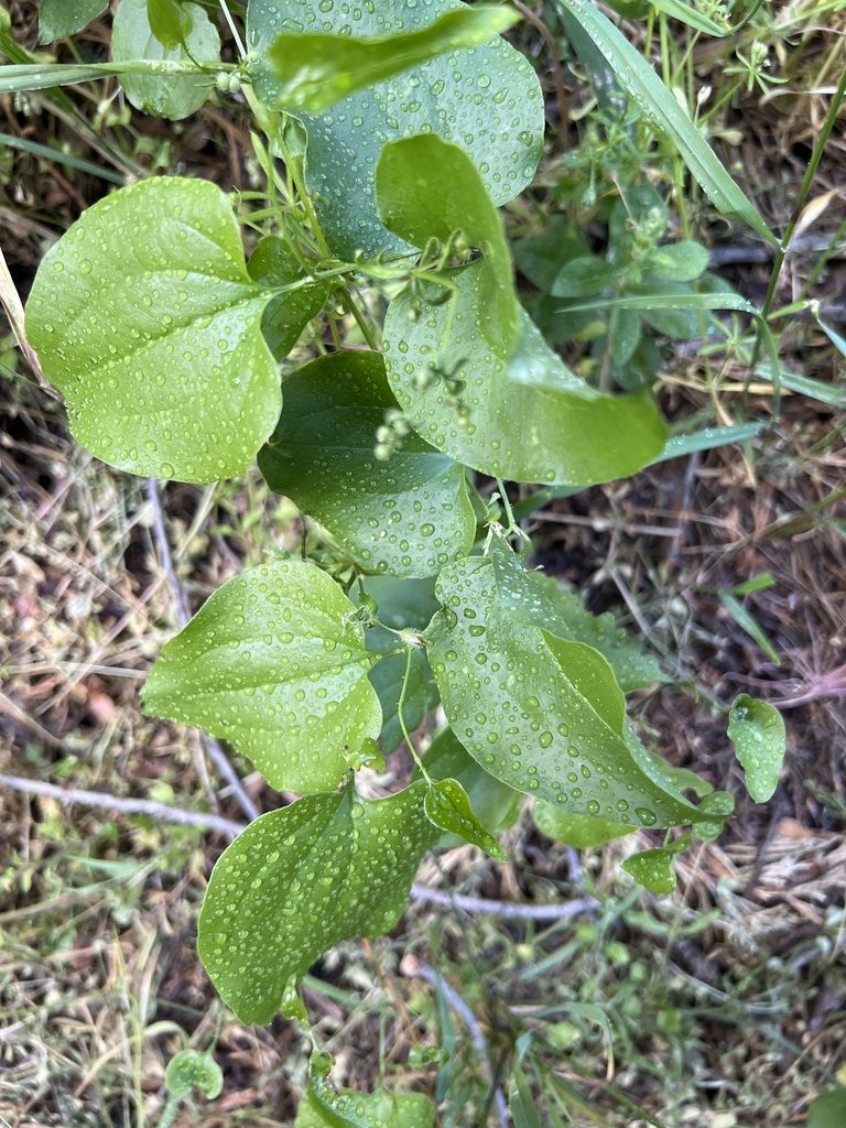 Smilax californica, photographed by Scott Loarie
