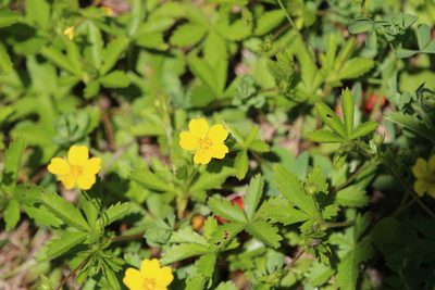 Potentilla simplex, photographed by Steven Lamonde