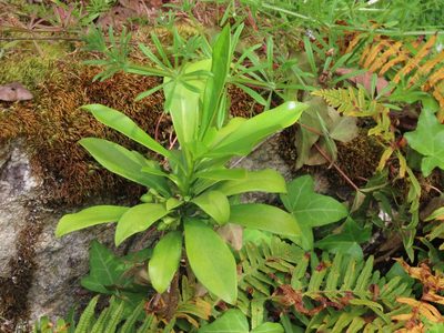 Daphne laureola, photographed by Erin Springinotic