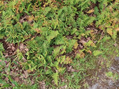 Polypodium glycyrrhiza, photographed by Erin Springinotic