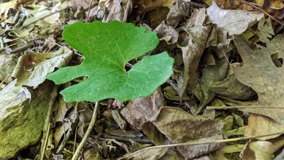 Sanguinaria canadensis, photographed by Erin Lalime