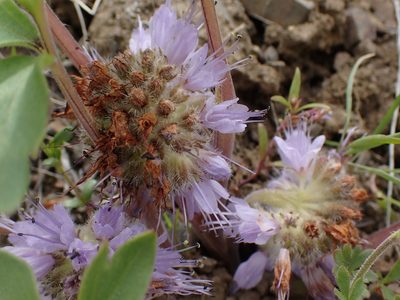 Hydrophyllum capitatum, photographed by Shane Johnson