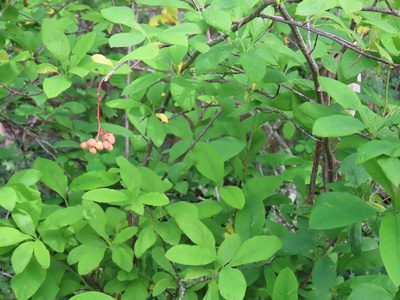 Oemleria cerasiformis, photographed by Erin Springinotic