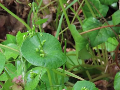 Claytonia perfoliata, photographed by Erin Springinotic