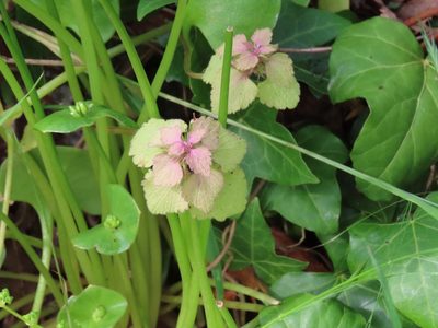 Lamium purpureum, photographed by Erin Springinotic