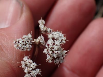 Lomatium geyeri, photographed by Shane Johnson