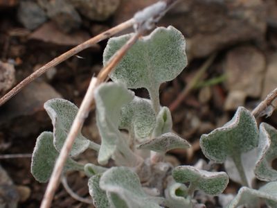 Eriogonum niveum, photographed by Shane Johnson