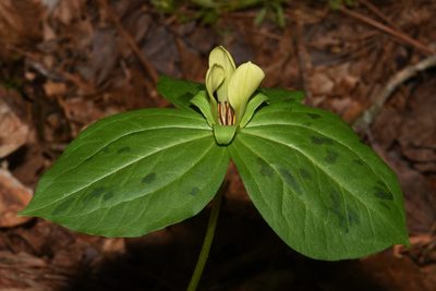 Trillium discolor, photographed by Brian Finzel