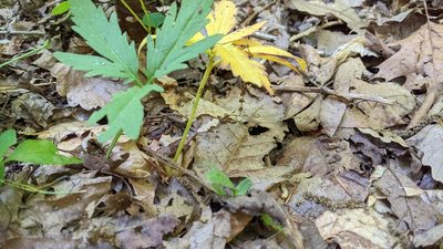 Cardamine concatenata, photographed by Erin Lalime