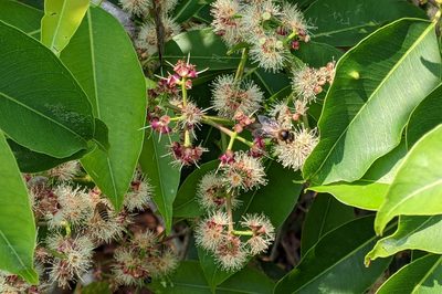 Syzygium cumini, photographed by Kristof Zyskowski