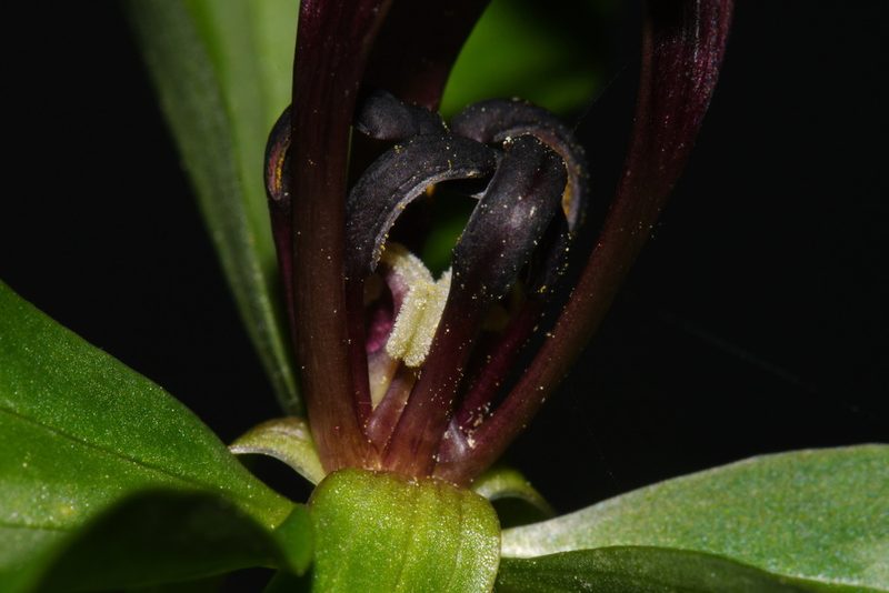 Trillium lancifolium, photographed by Brian Finzel