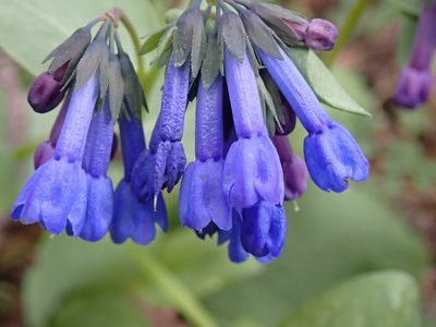 Mertensia longiflora, photographed by Shane Johnson