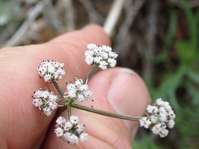 Lomatium geyeri, photographed by Shane Johnson