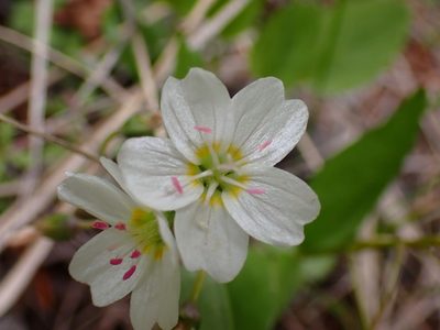 Claytonia lanceolata, photographed by Shane Johnson