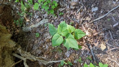 Abutilon theophrasti, photographed by Erin Lalime