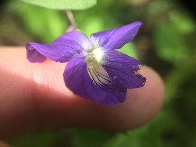 Viola nephrophylla, photographed by Étienne Lacroix-Carignan