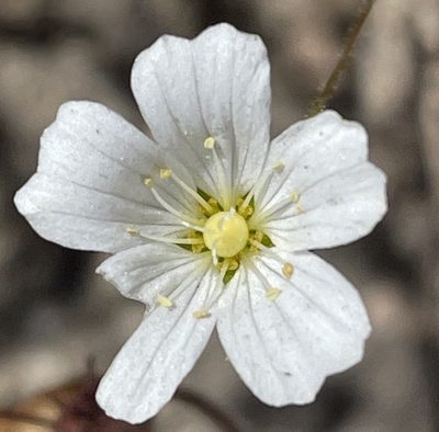 Sabulina douglasii