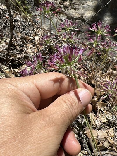Allium bolanderi, photographed by Scott Loarie