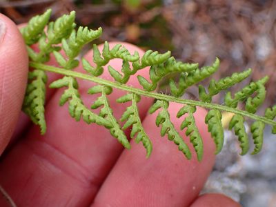 Woodsia scopulina, photographed by Shane Johnson