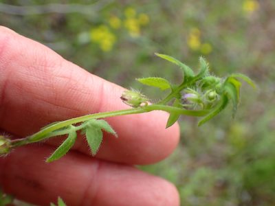 Nemophila breviflora, photographed by Shane Johnson